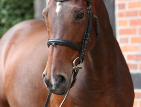 Brandenburger Dressurpferd Reana