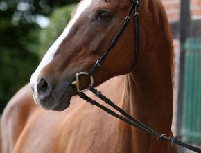 Hessisches Springpferd Foxy Lady